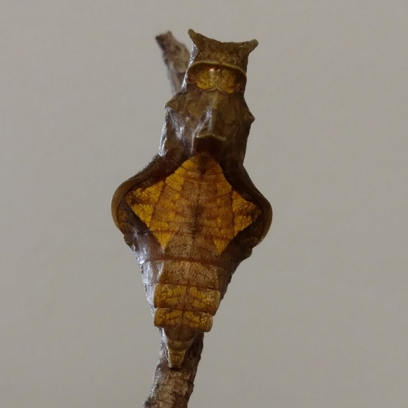 Dutchman's Pipevine Seeds - Butterfly Host Plant - Picture 8 of 8